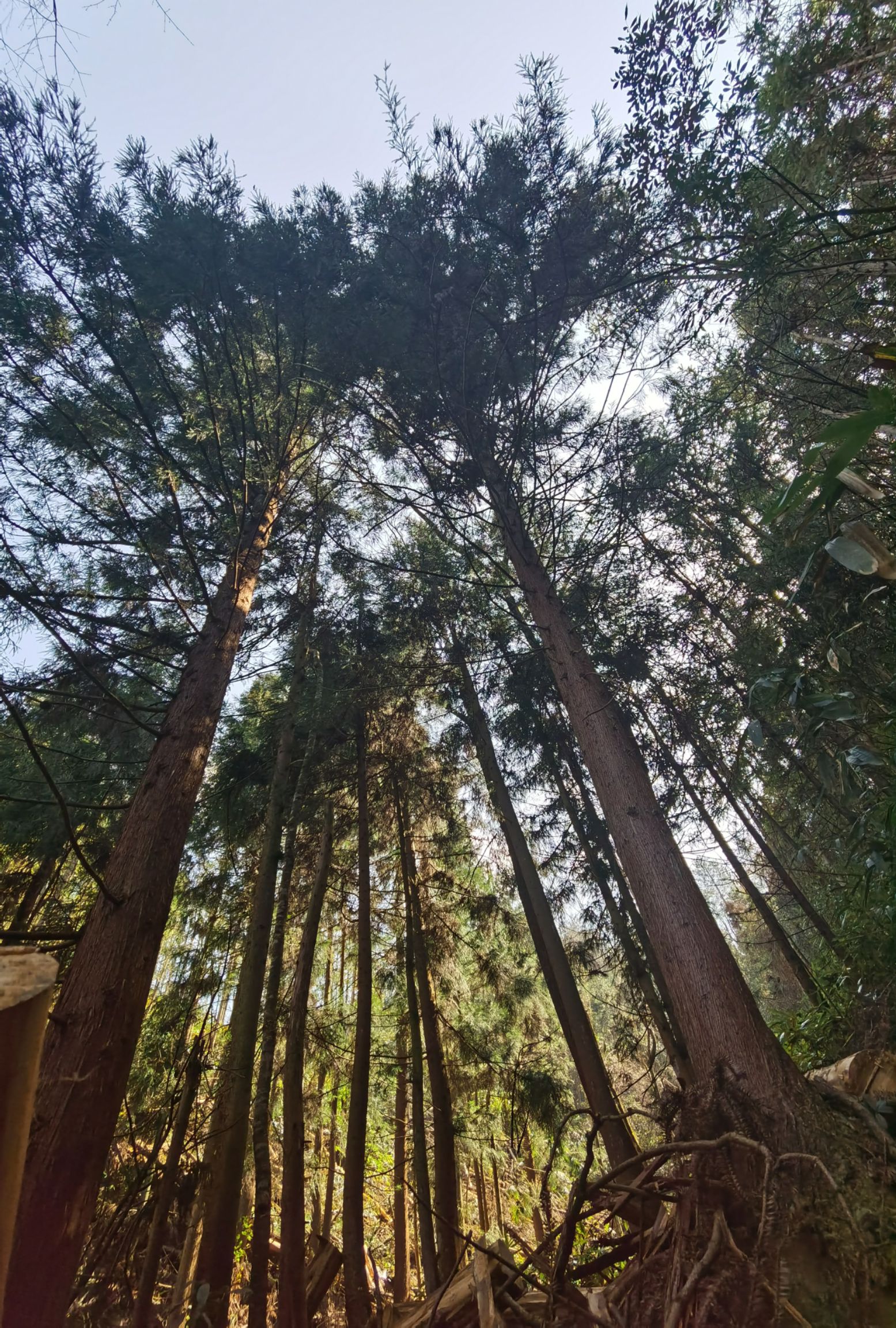 杉木 老家湖北鹤峰 杉树 各种板材树