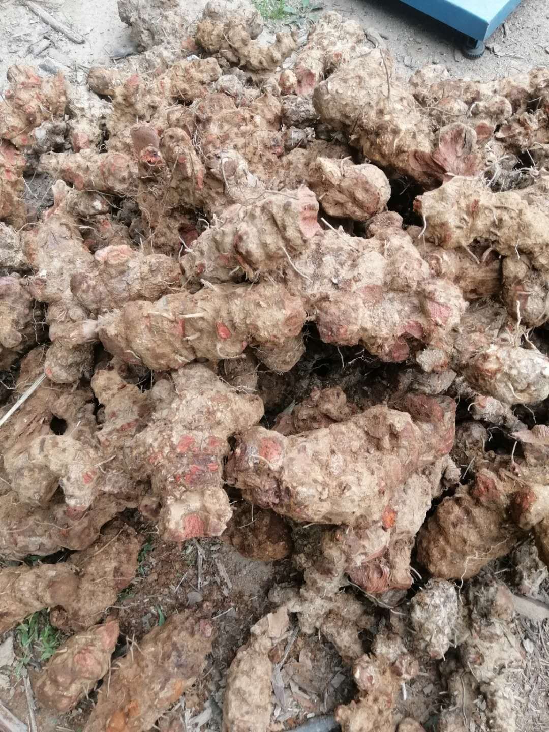  土茯苓鲜货