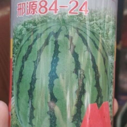 郑州 8424西瓜种子，高品质，高产量高甜度品种。