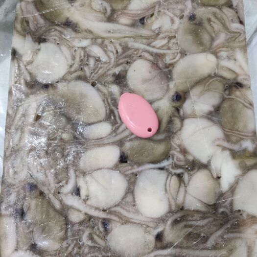 广州 印尼章鱼