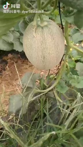 德州西州蜜25号 西周密25