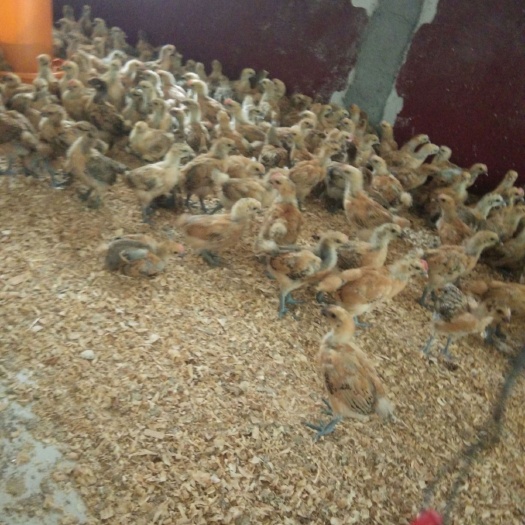 洞口县乌皮红冠土鸡 脱温红冠乌皮鸡，健康，包打疫苗，量大包运输，价格美丽