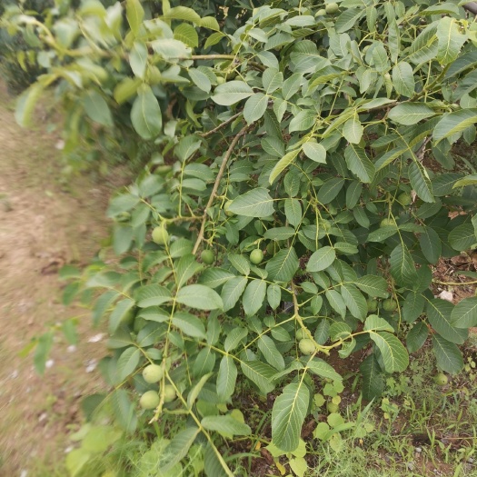 青皮核桃 羊粪施肥，无污染无农药，纯绿色果品。
