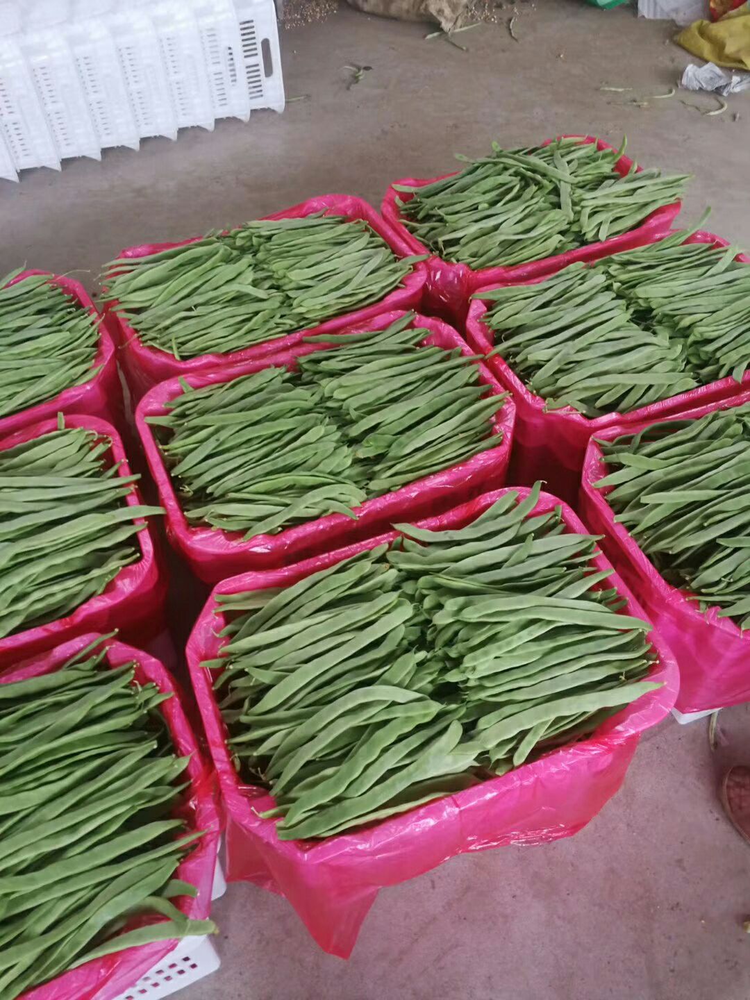 绿龙豆角 三扁优品大量上市