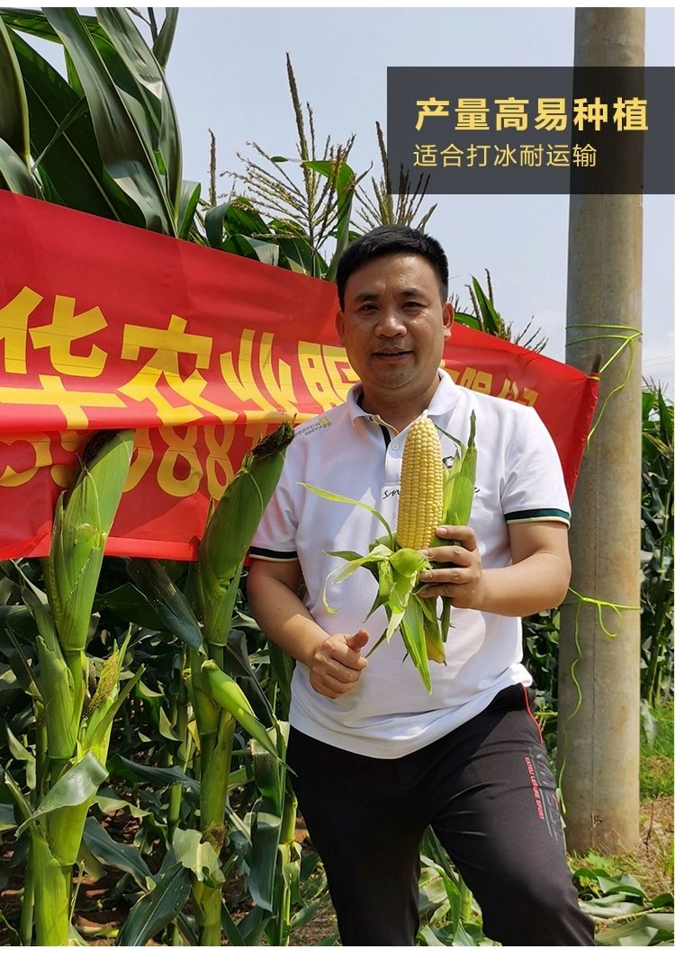  水果甜玉米种子单交高产皮薄耐热玉米农家基地种孑种籽蔬菜籽包邮
