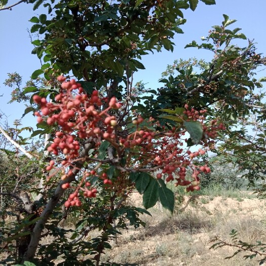 积石山县 新花椒