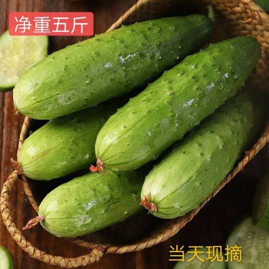 兰西县 正宗东北旱黄瓜