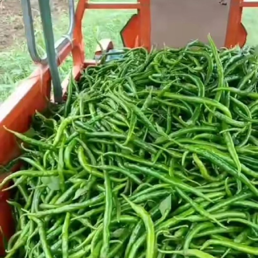 新野县二荆条辣椒 新鲜的线椒，每天10000斤，