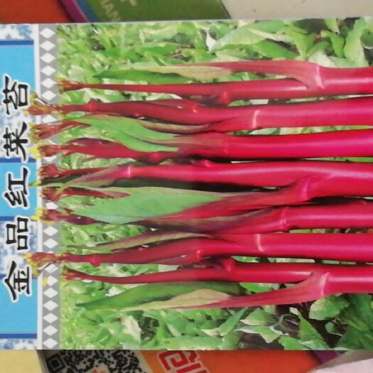 武汉红菜苔种子 绿肉型红菜苔