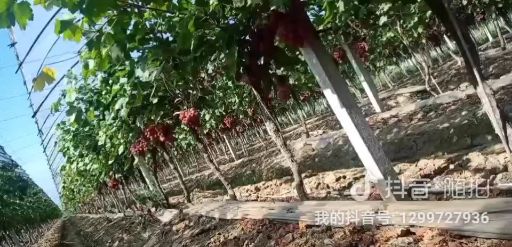  7月中下旬大量上市红提，阳光玫瑰