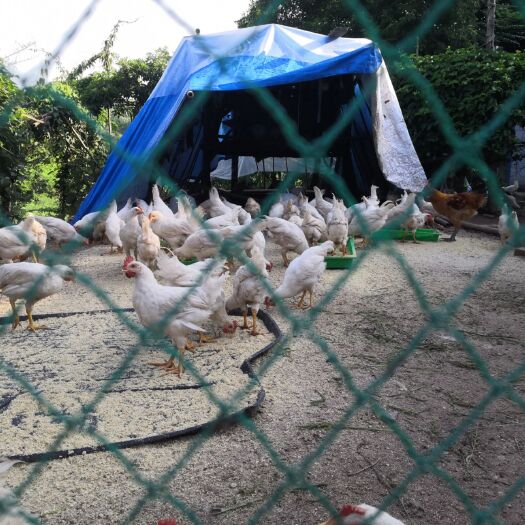 重庆市土鸡 甩卖1斤半到2斤