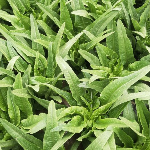 嵩明县 精品油麦菜大量出货