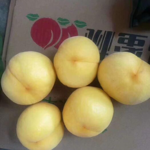 蒙阴县 蒙阴蜜桃黄毛桃