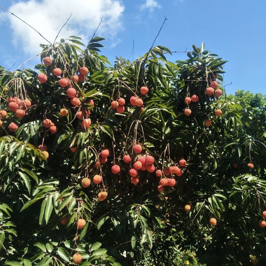 惠东县 广东桂味荔枝整箱新鲜水果采摘
