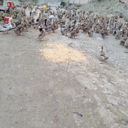 铜仁 喂玉米的老蛋鸭🦆！城区内免费现杀配送上门！