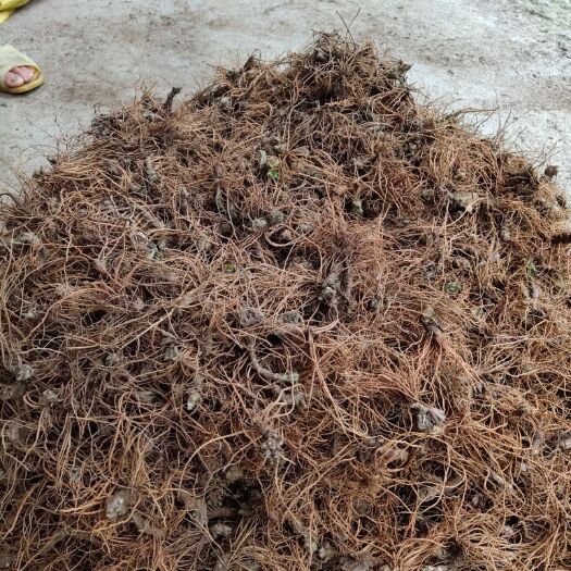 博白县地胆草  天然地胆头广东煲鸭老火靓汤下头火