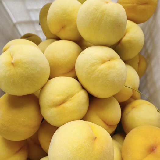 蒙阴县 蒙阴蜜桃 锦香黄桃 5斤包邮