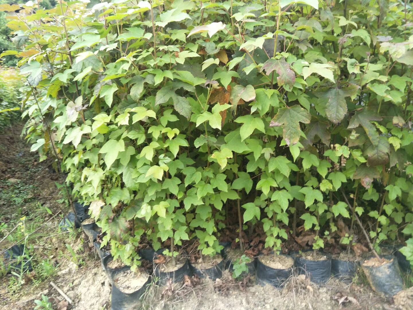 枫香树  造林苗枫香 枫香袋苗 枫香小苗杯苗 枫香种苗基地