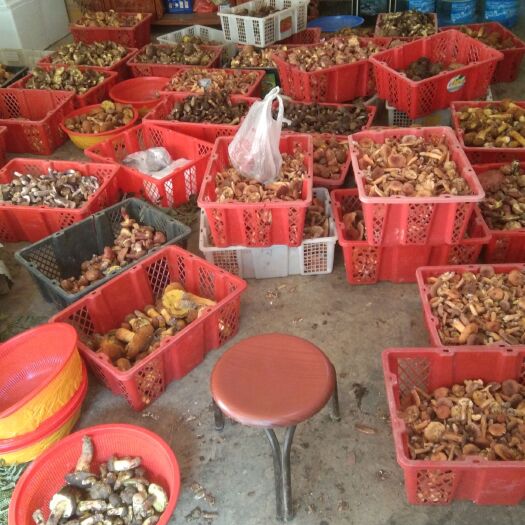 丘北县黄牛肝菌 大量上市，详情私聊