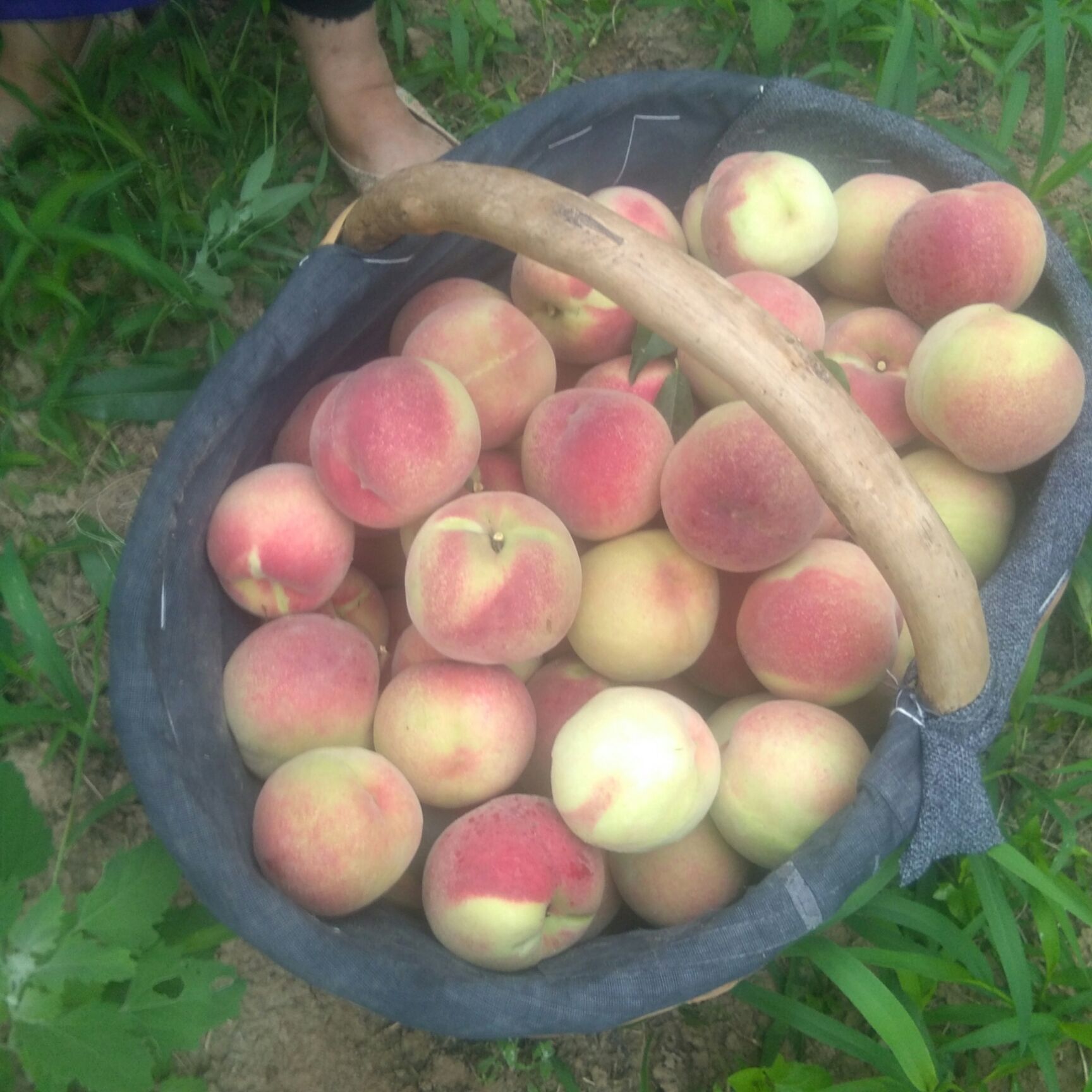 仓方早生桃 仓方甜桃