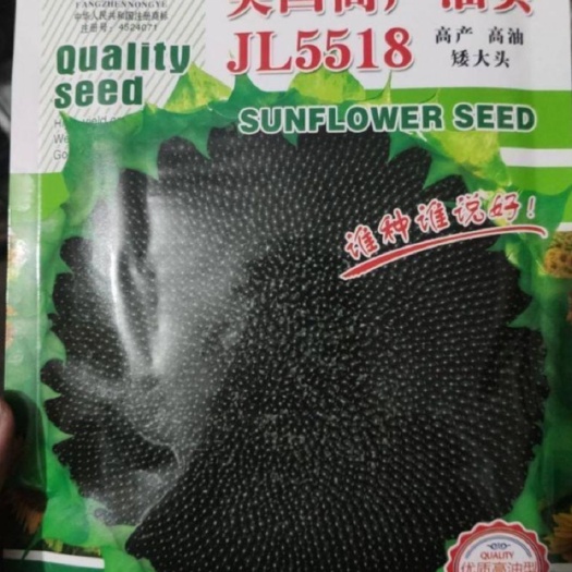 郑州 向日葵种子美国高产油葵大头种子（高产量高油产）