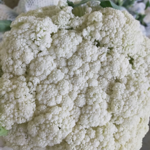 临洮县白花菜花  散花大量有货