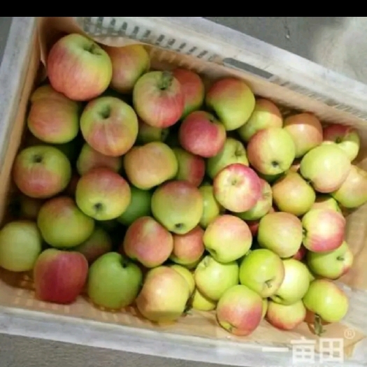 宁陵县 藤木苹果脆甜，老少皆宜，欢迎各位老板前来采购