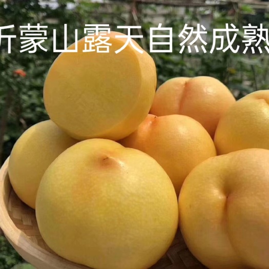 蒙阴县蒙阴蜜桃 沂蒙山露天自然成熟头茬大果黄油桃