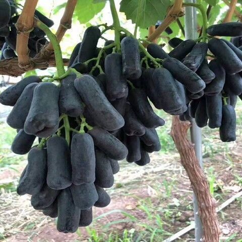 灵山县葡萄树苗盆栽四季结果蓝宝石葡萄苗南北方种植爬藤植物特大果树