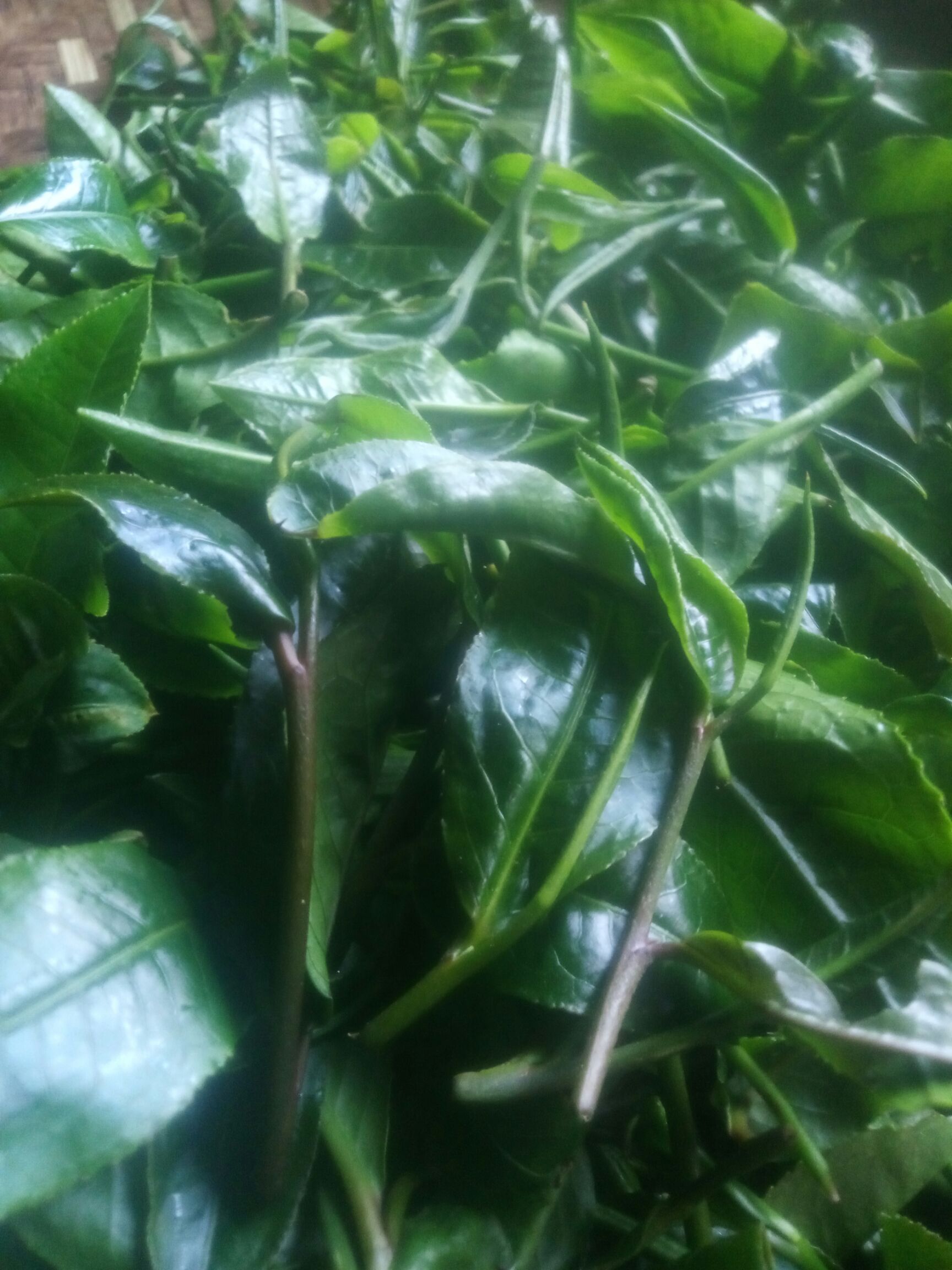 滇红工夫  紫芽红茶云南滇红茶凤庆红茶