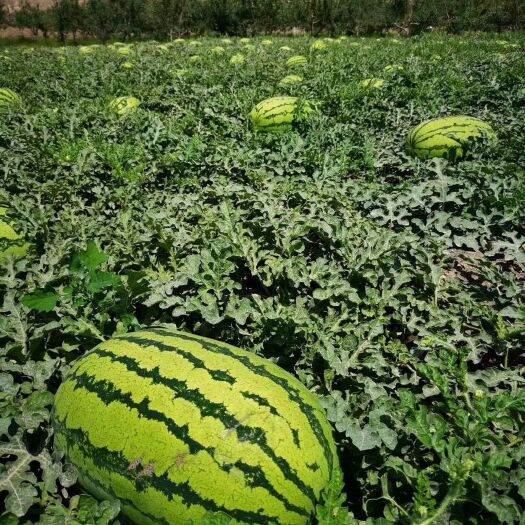 会宁县无籽西瓜 10斤打底 8成熟 1茬
