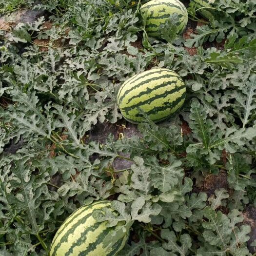 蒲城县无籽西瓜 10斤打底 8成熟 1茬