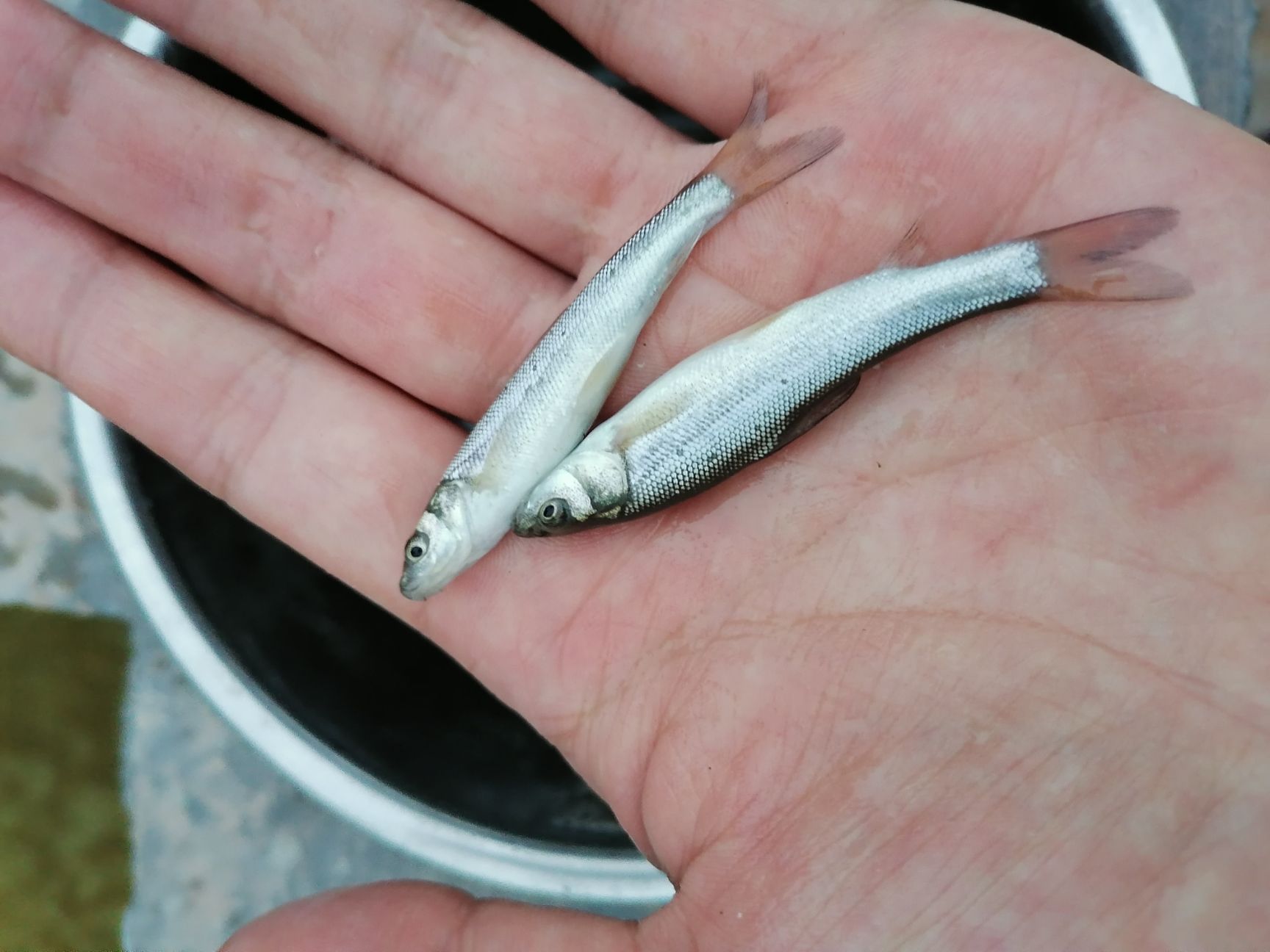 大鳞鲃  银鳕鱼 【银雪鱼苗5～10厘米体长】免费检测水质鱼塘规划