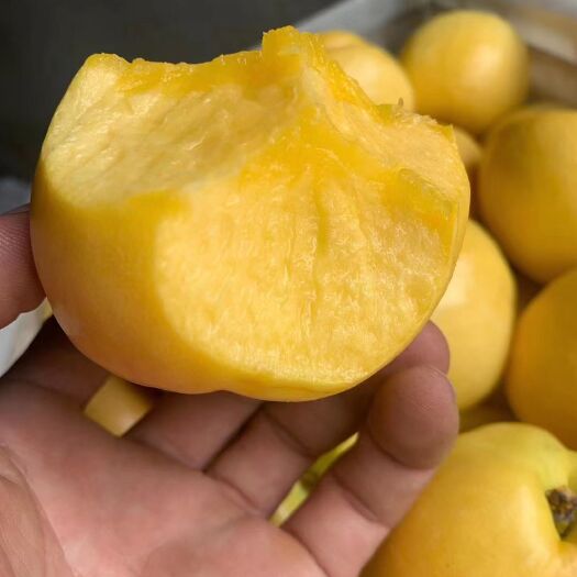 蒙阴县黄金蜜桃 沂蒙山黄油桃  水密挑