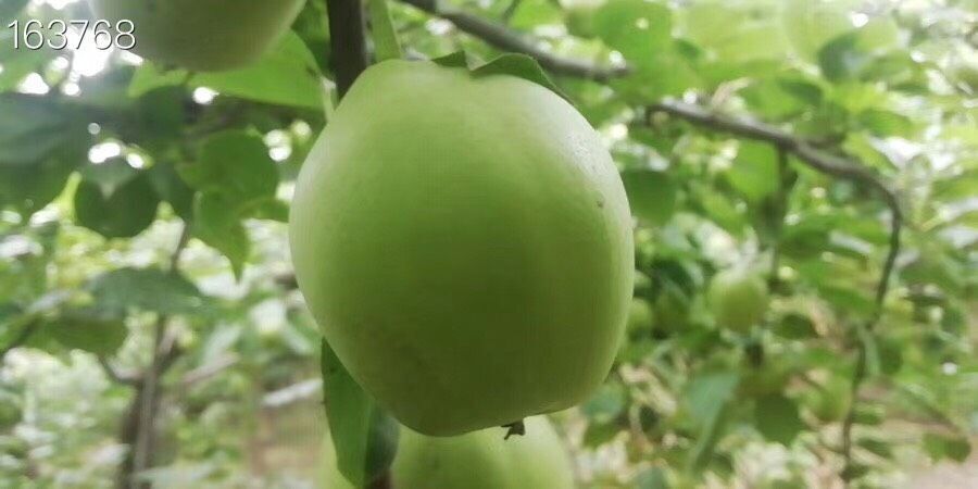 大荔县 陕西大荔早熟梨大量上市