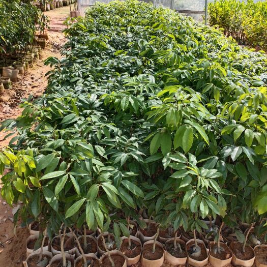 灵山县妃子笑荔枝苗 该品种果大、肉厚、色美、核小、味甜，品质风味优良。