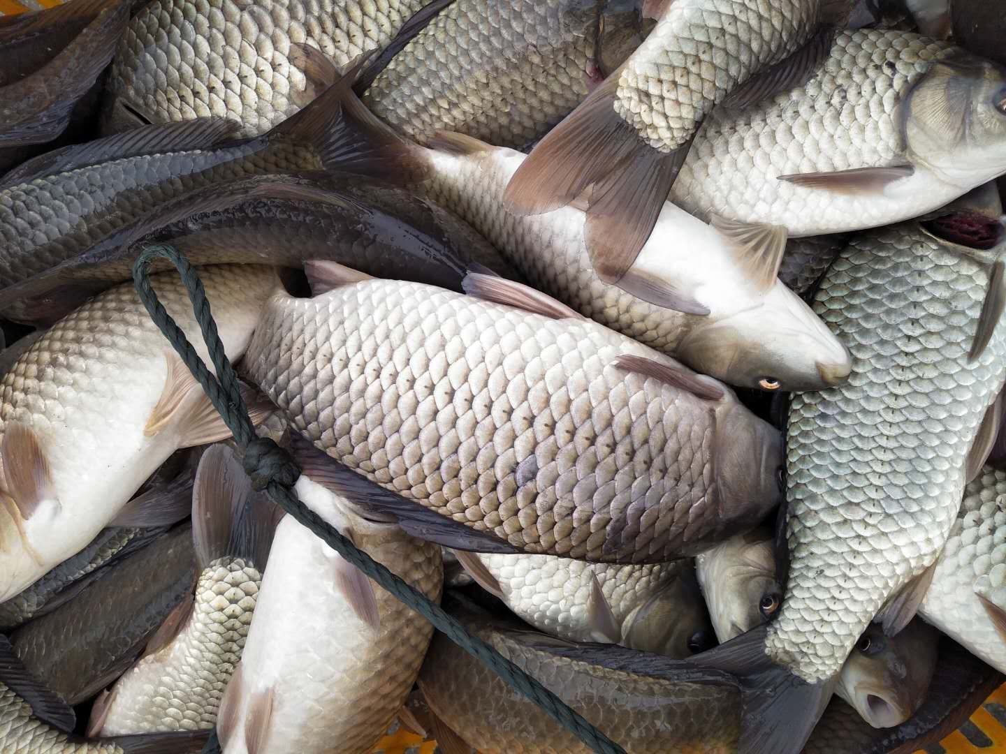  鲫鱼苗，鱼苗，湘鲫鱼苗，中科3号鱼苗