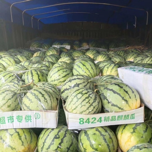 安远县黑美人西瓜 麒麟瓜