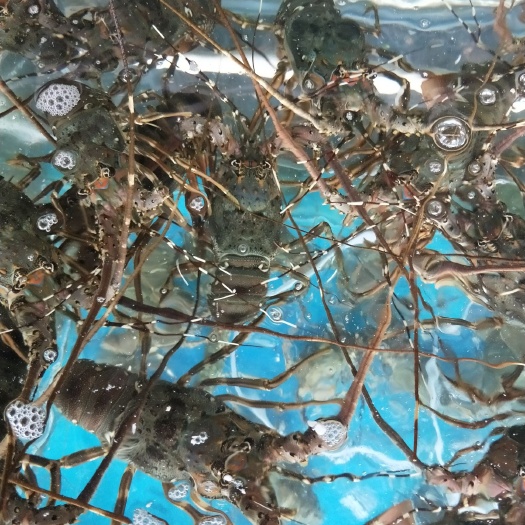 柳州小青龙龙虾  质量好价格美丽