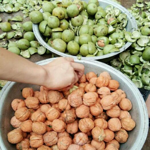 赞皇县 青皮核桃 个大饱满45mm量大从优