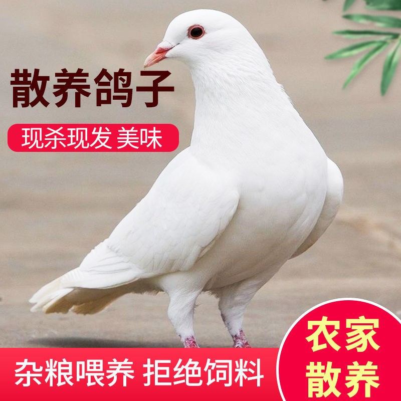 漳州白条鸽  乳鸽\白条丶新鲜，现杀，活体，自家养殖