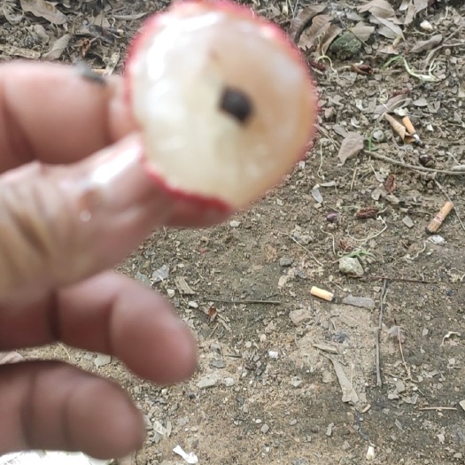 桂平市 少量冰荔上市