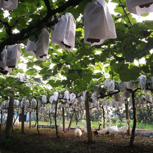 常州夏黑葡萄 晚夏黑最后3000斤，一周后成熟