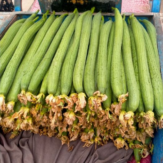 邯郸肉丝瓜  精品丝瓜大量上市可供超市