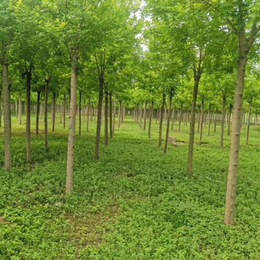 博野县十公分金叶白蜡三年帽