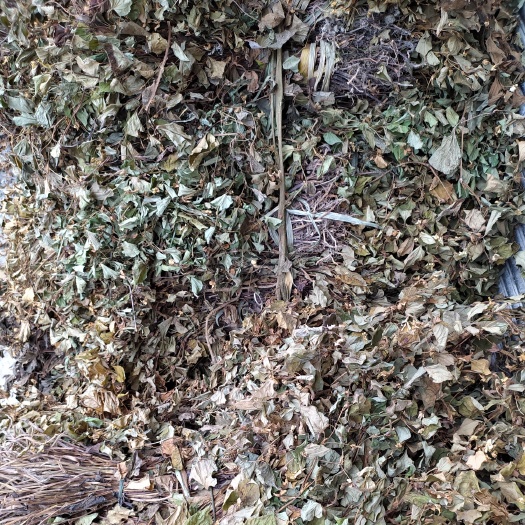 红茎鱼腥草  贵州铜仁中药材鱼腥草干货药用折耳根干品无杂质