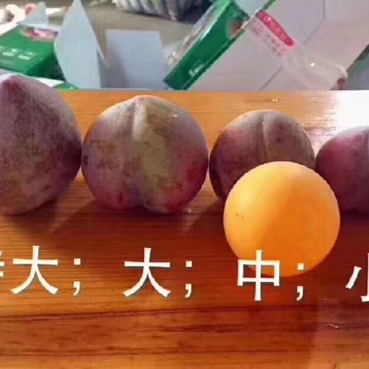 嵊州市红心李 桃行李