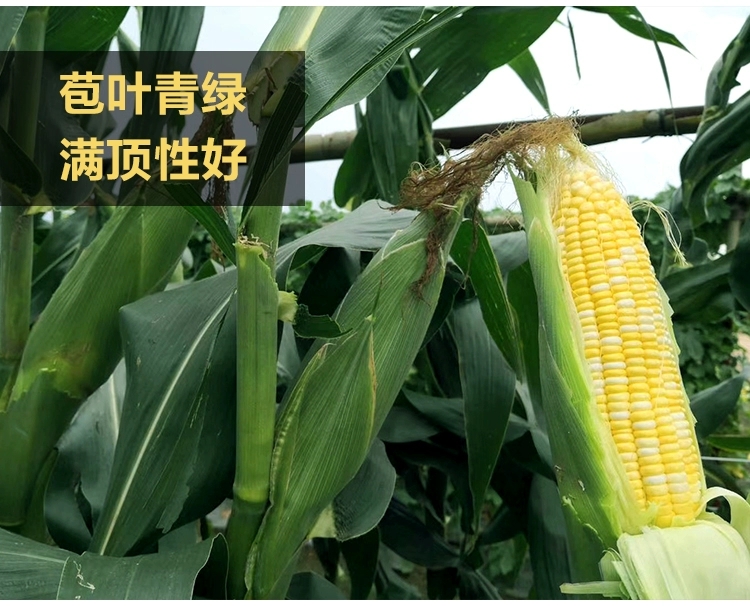  水果甜玉米种子种孑种粒迈阿密1号黄白双色农家大田高产玉米种子
