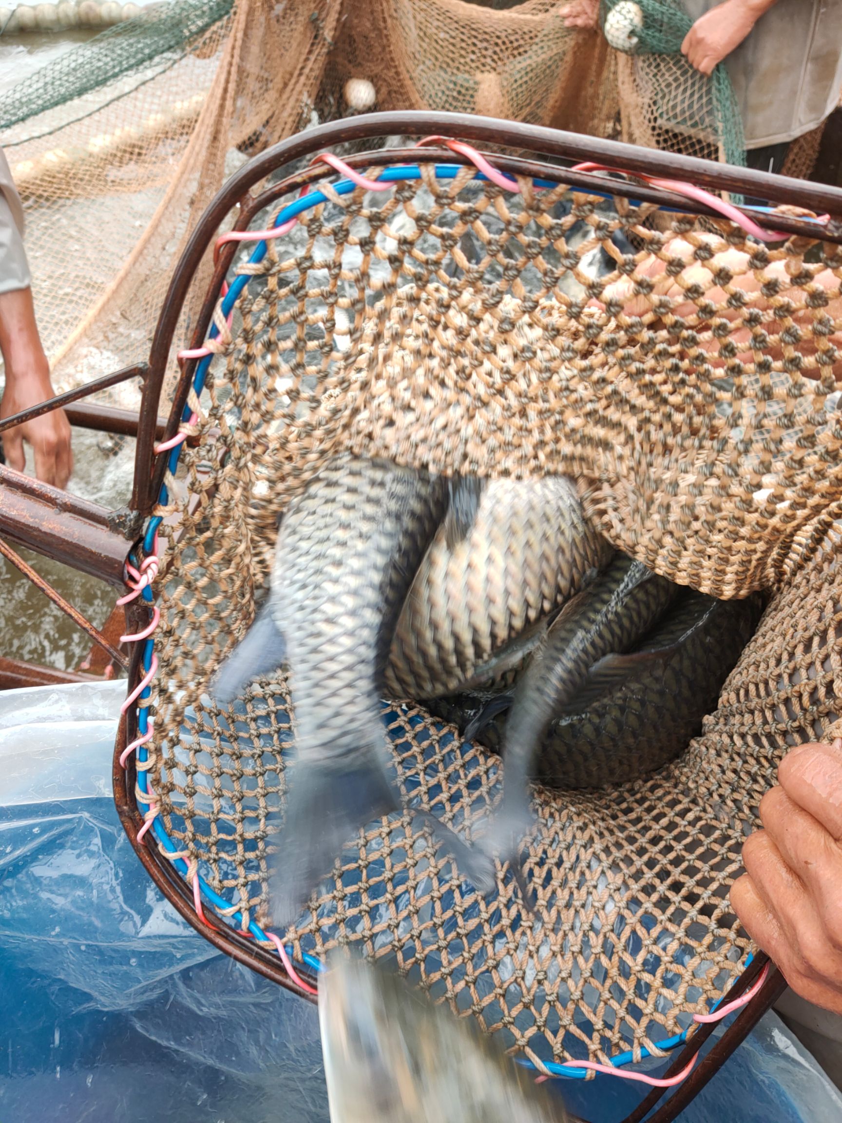  鲫鱼苗，鱼苗，湘鲫鱼苗，中科3号鱼苗