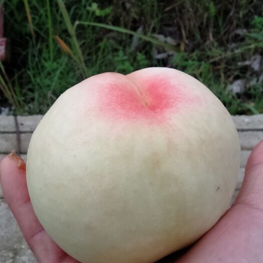 滁州 引种阳山水蜜桃